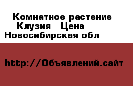 Комнатное растение. Клузия › Цена ­ 300 - Новосибирская обл.  »    